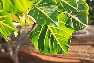 国产游戏《完美的一天》10月25日登陆Switch